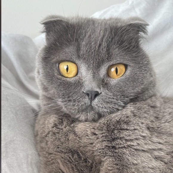 Meet your Posher, Lyudmyla - Picture 1 of 1